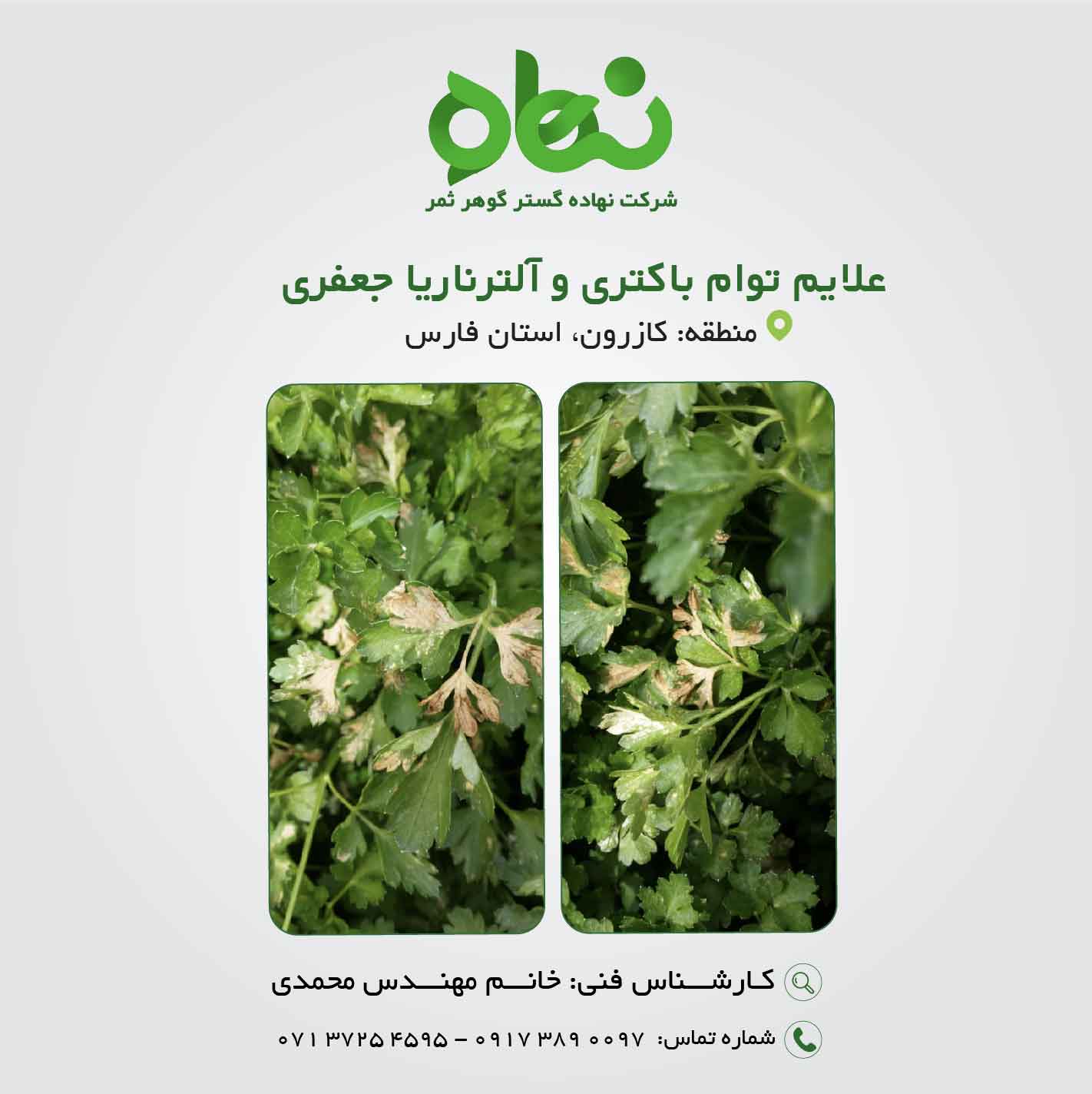 علائم توام باکتری و آلترناریا جعفری